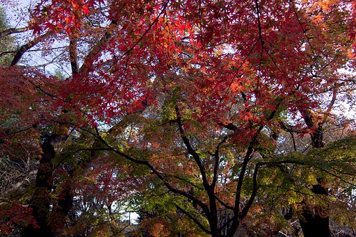 公園のもみじ