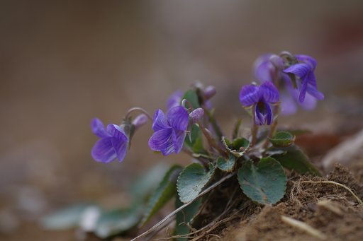 【わびさび】山路来て何やらゆかしすみれ草