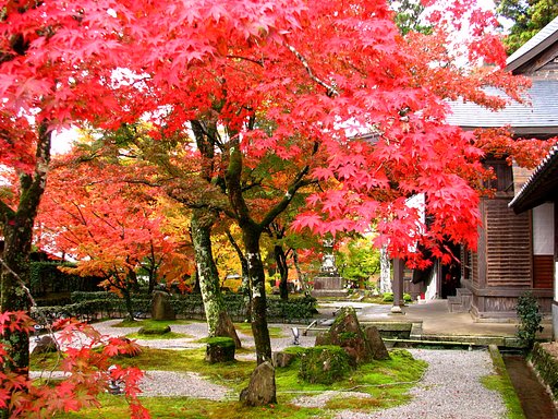 紅葉