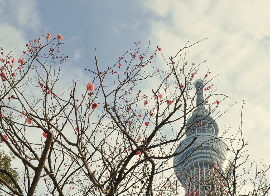 紅梅