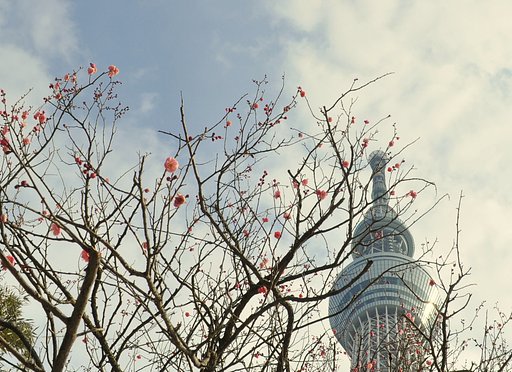 紅梅