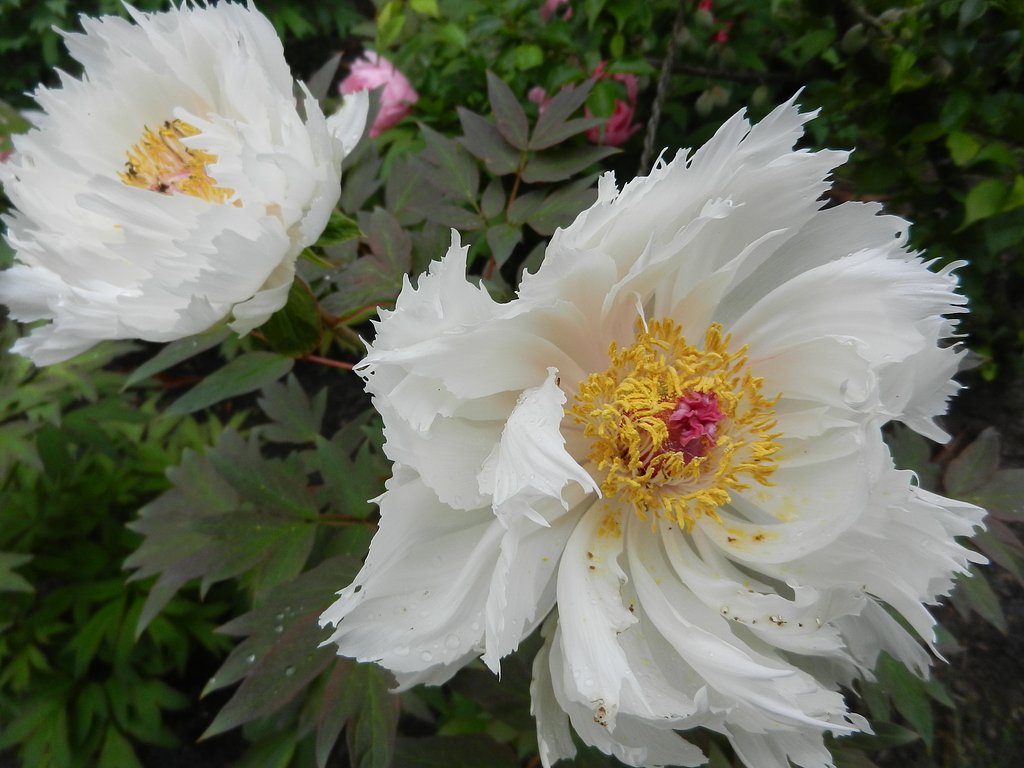 ボタンの花