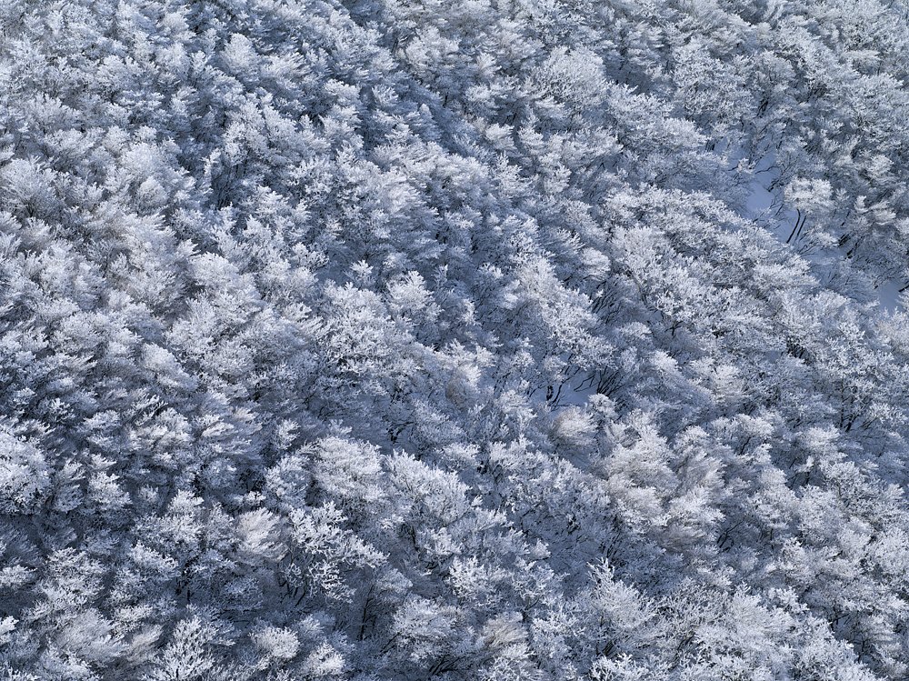 霧氷