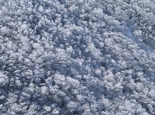 霧氷