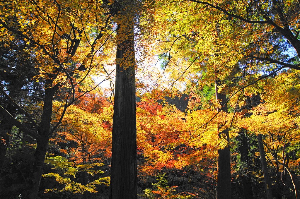 【紅】　日差し避けて