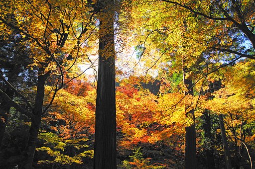 【紅】　日差し避けて