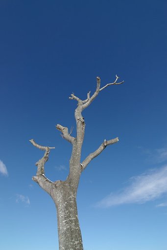 裸の樹と空と