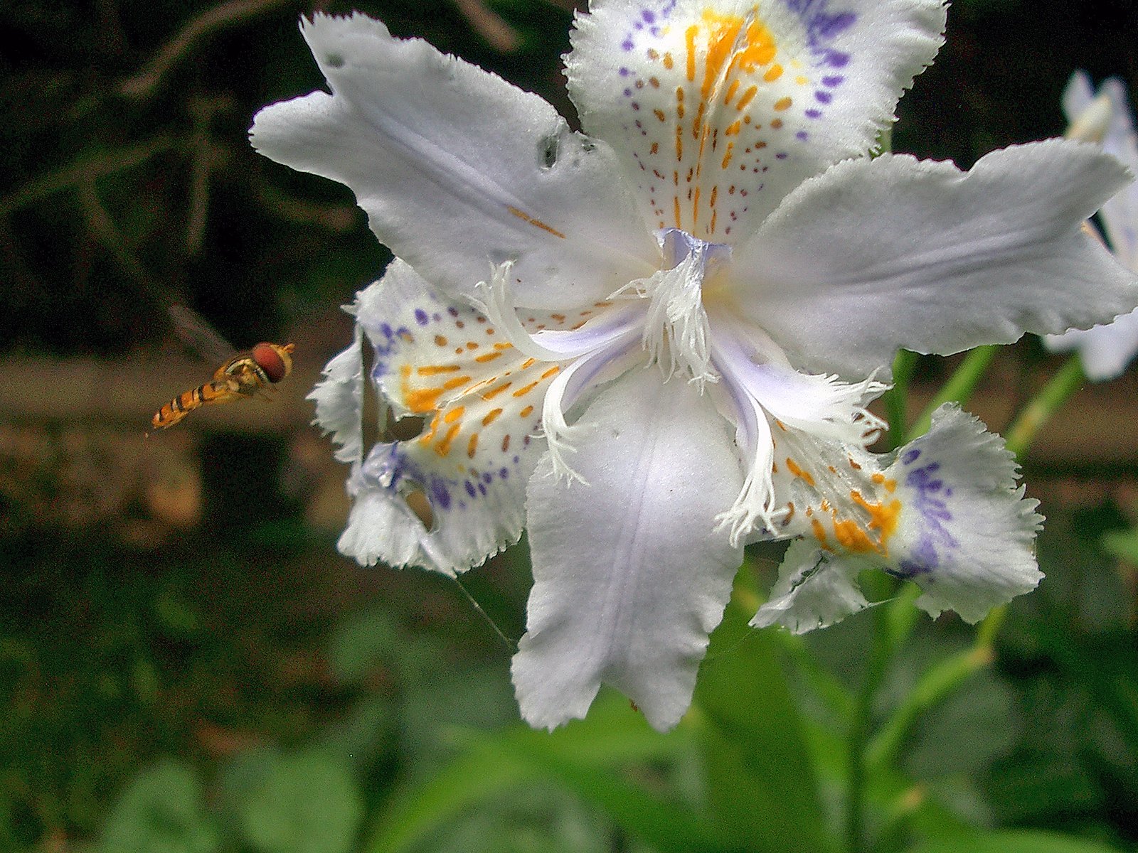 シャガとハナアブ