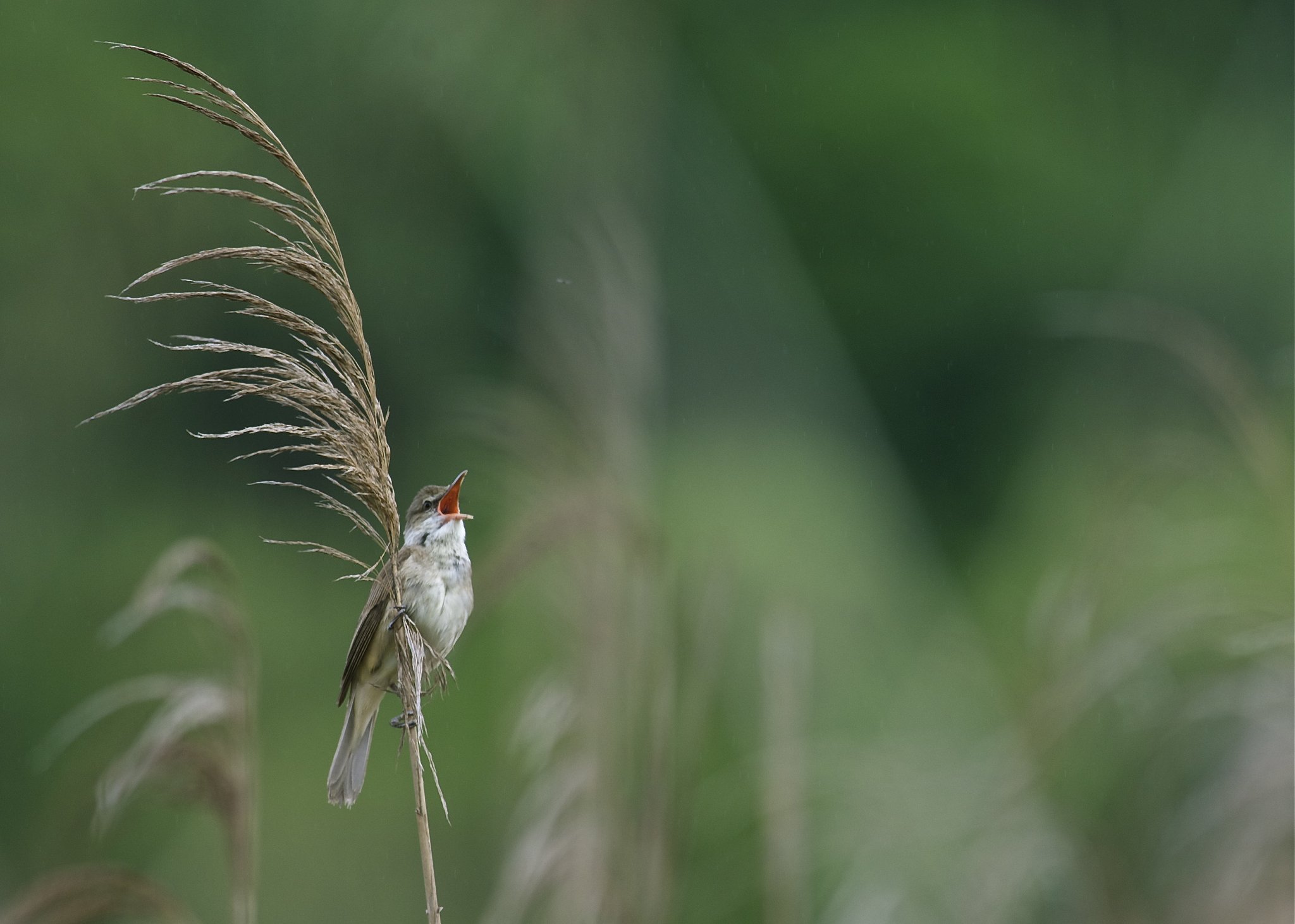 オオヨシキリ　今日も歌う