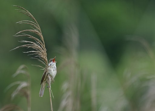 オオヨシキリ　今日も歌う