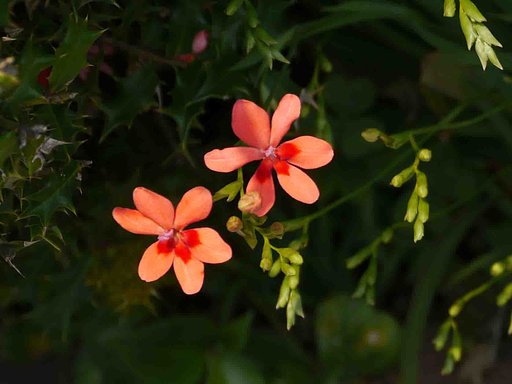　　§　はてな　の花　§