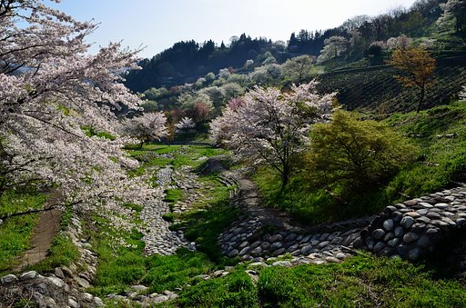 桜仙境