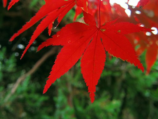これ以上【紅】葉しません。