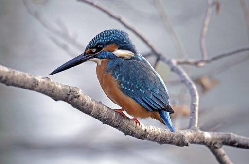 懲りずにカワセミ