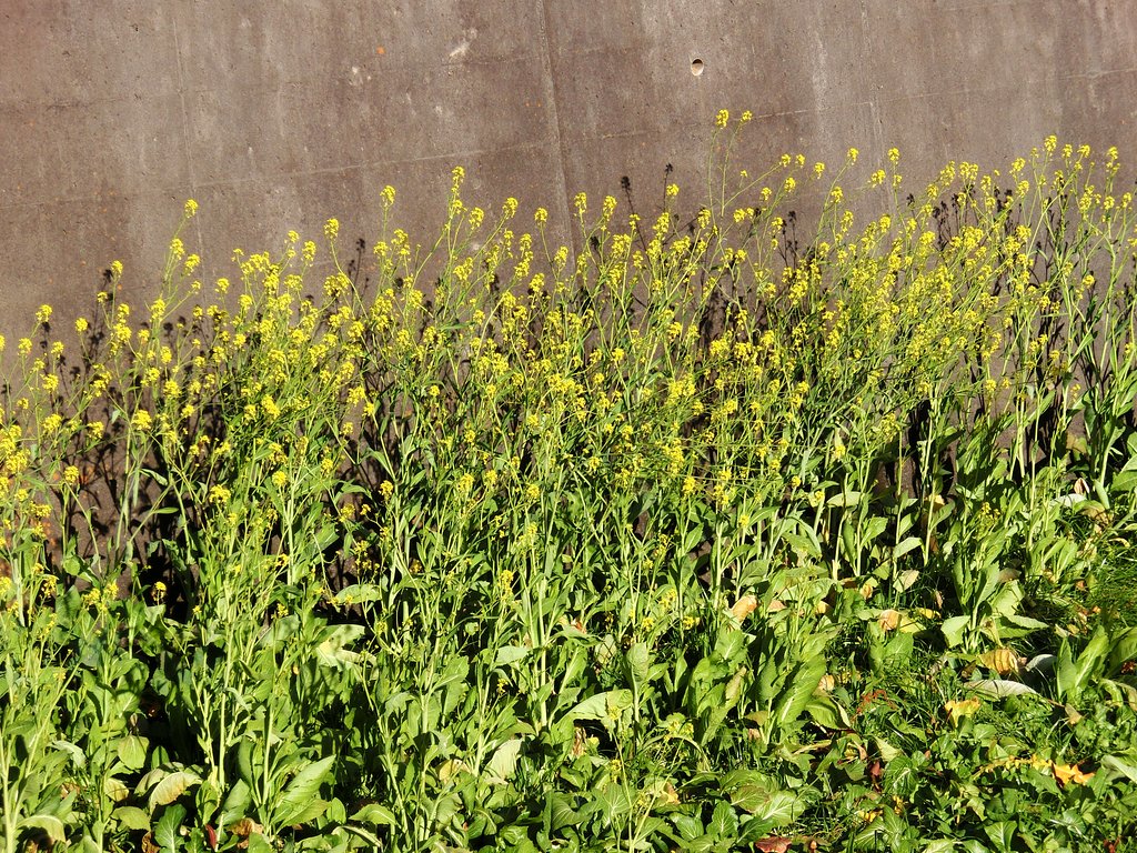 菜の花