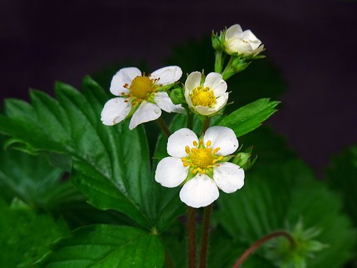 イチゴの花