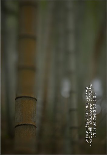 「わびさび」　竹林