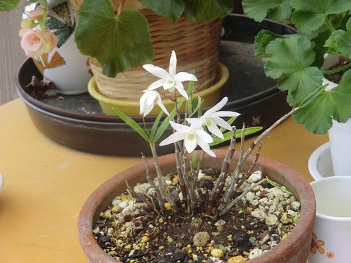てっせんの花