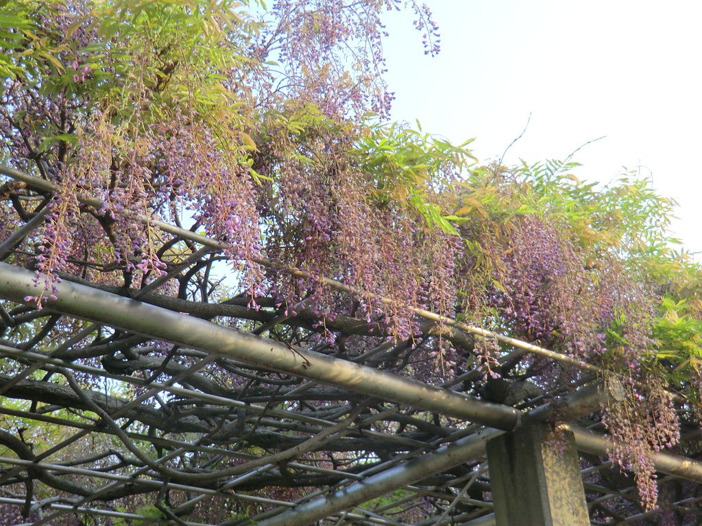 名残りの藤の花