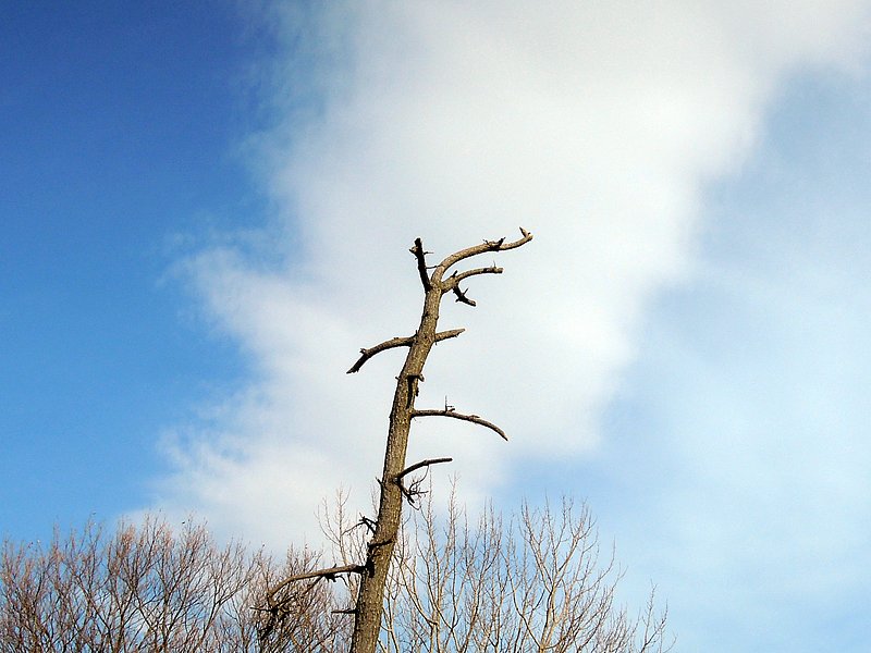 （わびさび）枯れ木