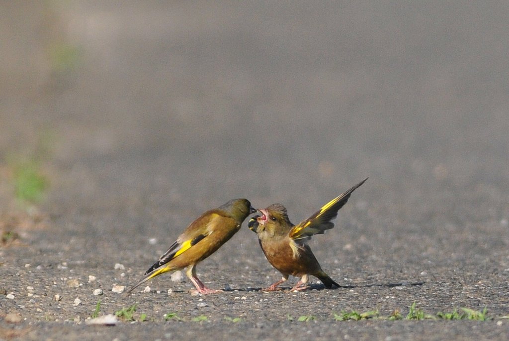 カワラヒワ給餌