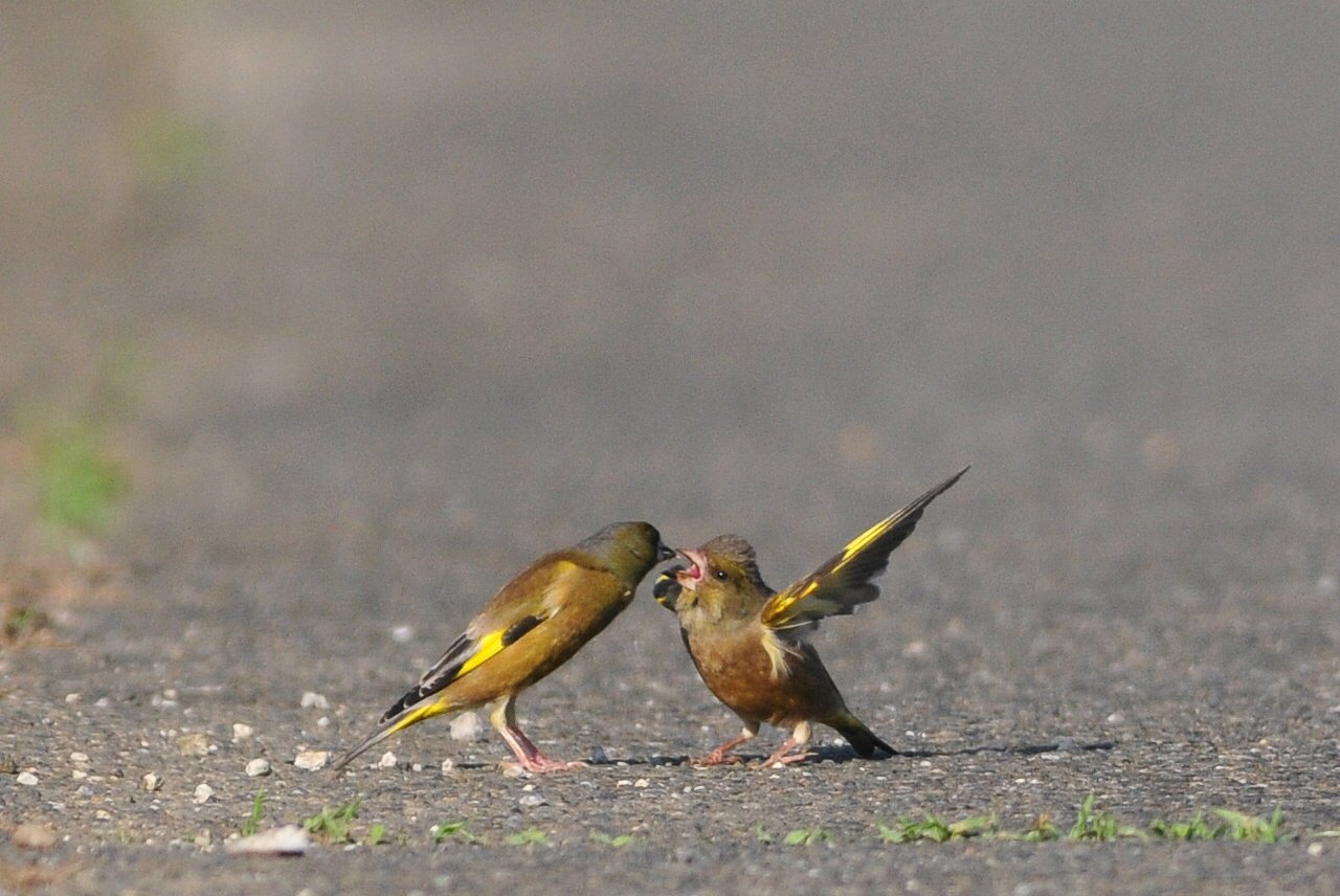 カワラヒワ給餌