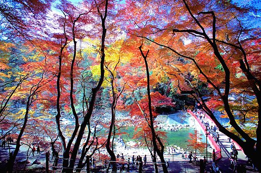 【逆光】　香嵐渓
