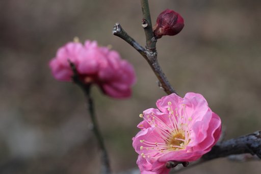 梅は咲いたか