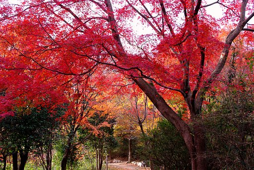 もみじ谷紅葉
