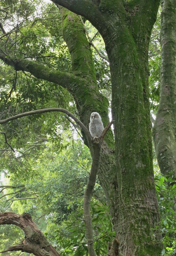 フクロウの雛