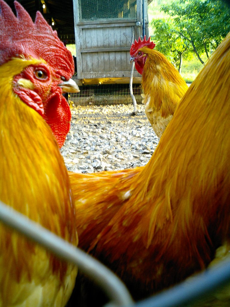 動き物