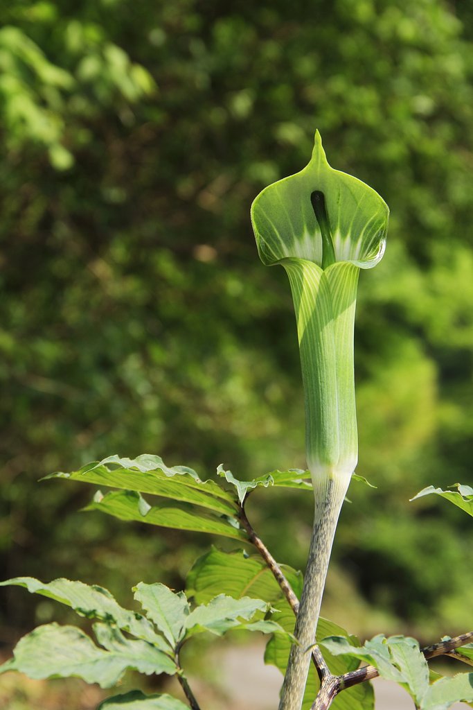 路傍の花？
