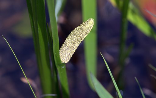 菖蒲