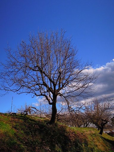木立