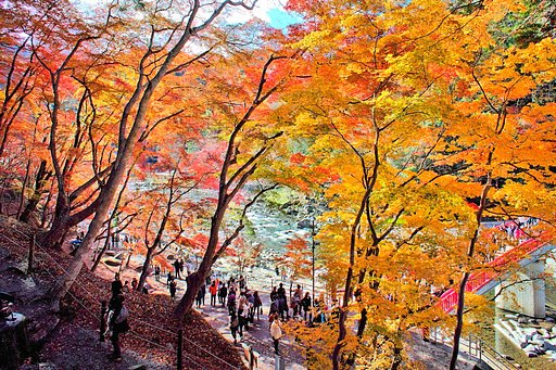 紅葉散策
