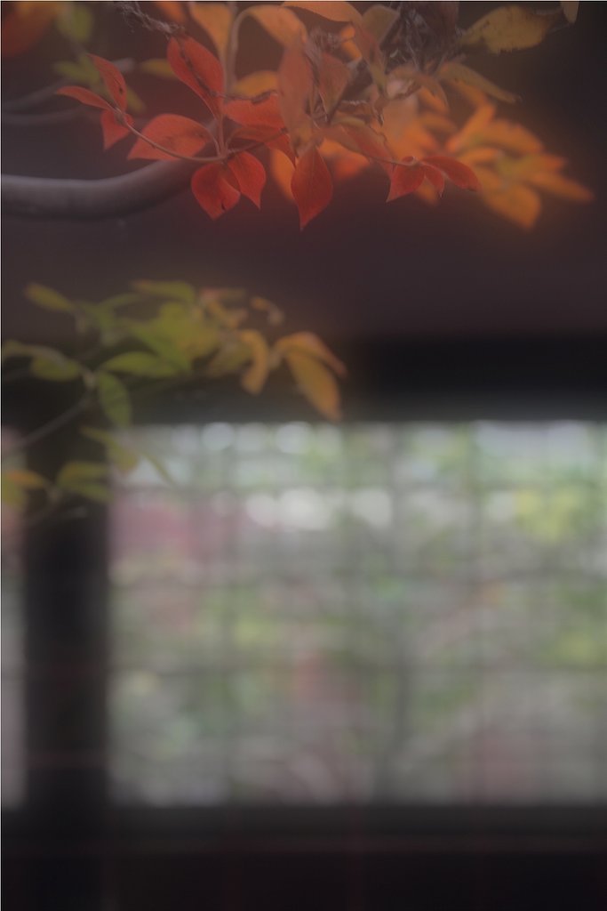 これも秋