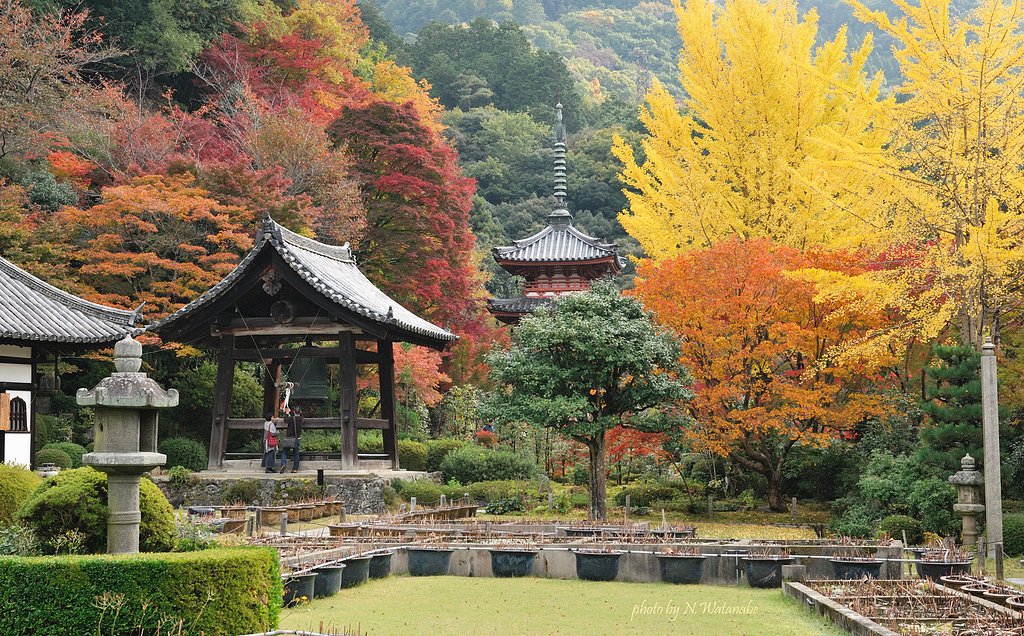 三室戸寺の紅葉