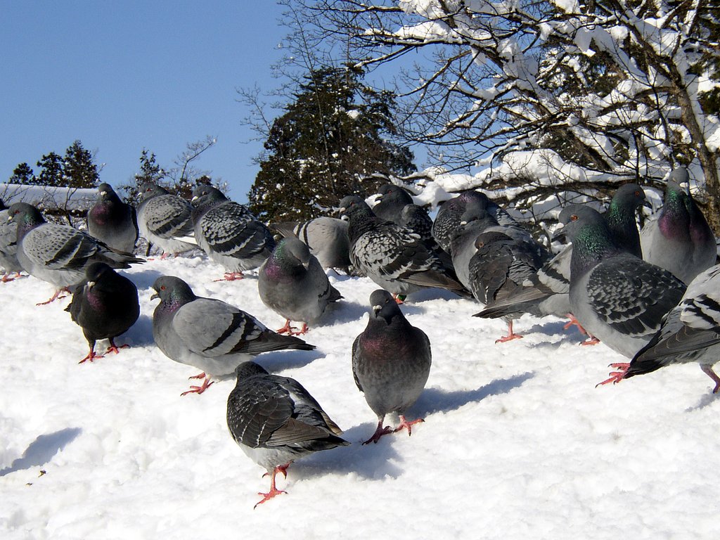 鳩・鳩・鳩