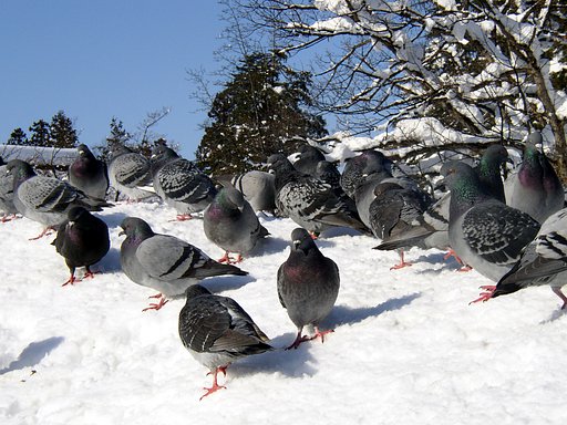 鳩・鳩・鳩