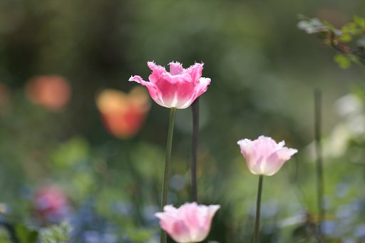 チューリップ　其の弐