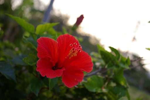 南の島に咲く花