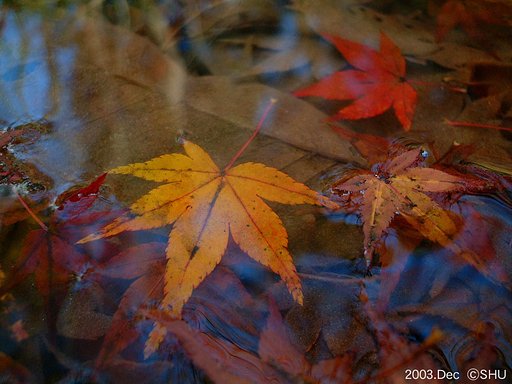 水中紅葉