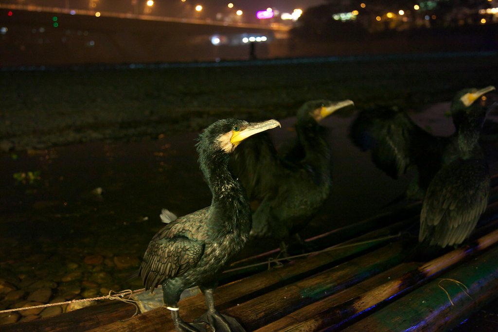 鵜飼・・日本はウミウ、中国ではカワウを使う？