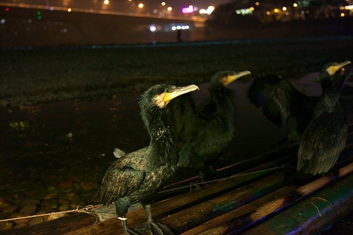 鵜飼・・日本はウミウ、中国ではカワウを使う？