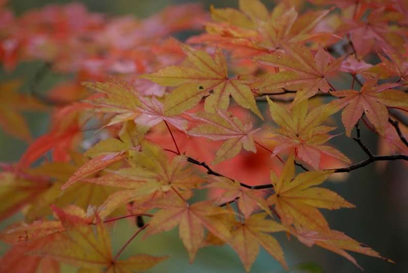 朦朧とモミジ紅葉