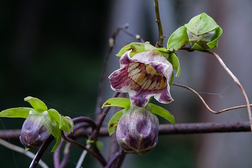 ツルニンジンの花。