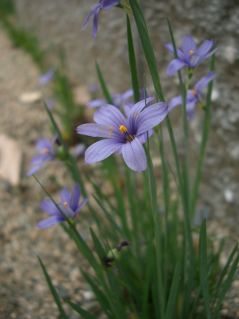 庭石菖