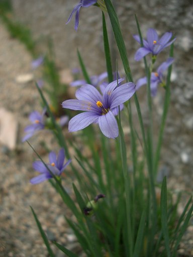 庭石菖