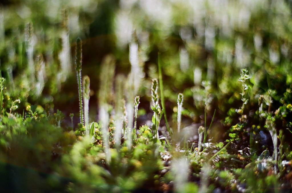 「写真」より「光画」の方が好き