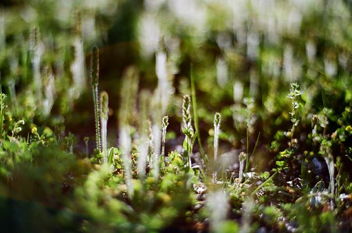 「写真」より「光画」の方が好き